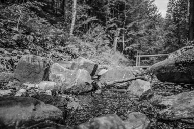 Ormandaki bir derenin siyah beyaz fotoğrafı. tasarım için fotoğraf.