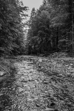 Nehrin gri tonlu görüntüsü. Kayalar ve ormanın ortasında bir orman.