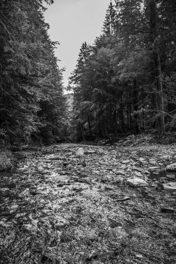 Ormandaki nehrin siyah ve beyaz manzarası