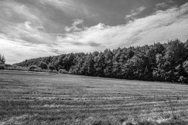 Ağaçlı bir tarlanın siyah beyaz fotoğrafı