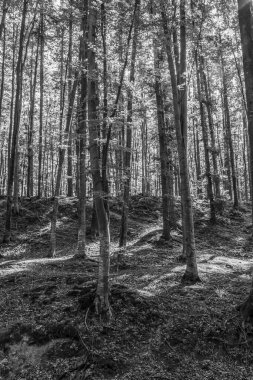 Dağlardaki bir ormanın dikey görüntüsü.