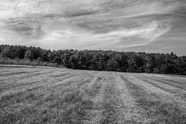Buğday tarlası ve bulutlu gökyüzü olan güzel bir manzara.