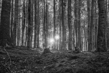 Güneş ışınları ile güzel siyah ve beyaz orman