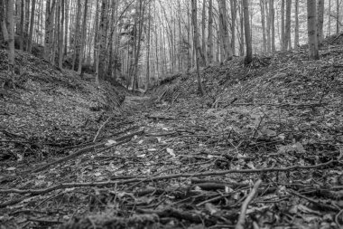 Ormanda ağaçlarla çevrili eski bir ormanın güzel bir görüntüsü.