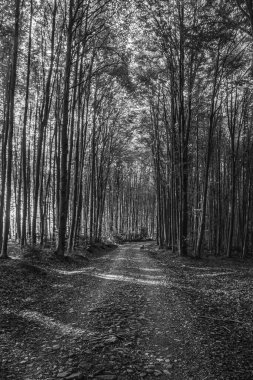 Ormanda güzel bir sonbahar