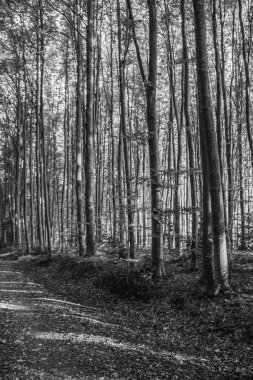 Orman ağaçları ve ağaçların dalları doğada