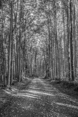 Parkın güzel manzarası