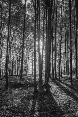 Ormandaki ağaçların siyah beyaz fotoğrafı.