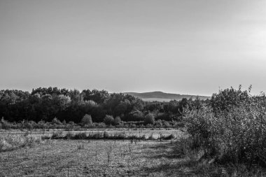 Ağaç ve mavi gökyüzü olan bir tarlanın siyah beyaz fotoğrafı.