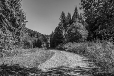 Ağaçlarla çevrili eski bir tahta yolun dikey görüntüsü.