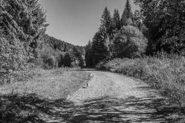 Köpek ormanda yürüyor. siyah ve beyaz köpek.