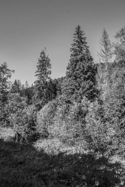 Bir ormanın dikey görüntüsü, bir ağaç ve siyah bir arka plan.