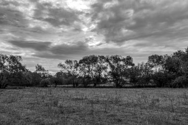 Bulutlu gökyüzünde ağaçlar olan bir tarlanın gri tonlu görüntüsü.