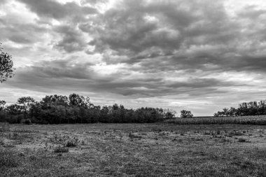 Ağaçlarla kaplı güzel bir manzara.