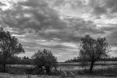 Bir ağacın üzerinde dramatik bulutlar, koyu siyah ve beyaz