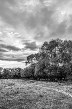 Ormandaki ağaçların güzel bir görüntüsü.