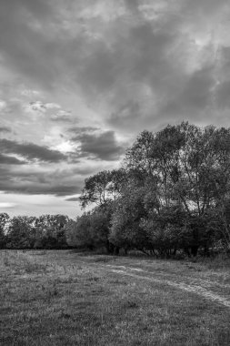 Ağaçların ve çimenlerin siyah beyaz fotoğrafı.