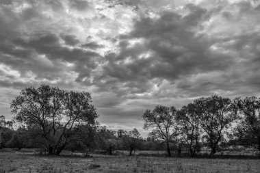 Ormanda bir ağacı olan güzel bir manzara.