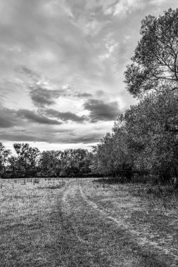 Siyah ve beyaz ağaçların manzarası
