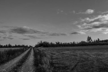 Bir tarladaki ağaçların güzel gri tonlu görüntüsü.