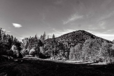 Sonbaharda dağlardaki ağaçların gri tonlu görüntüsü.