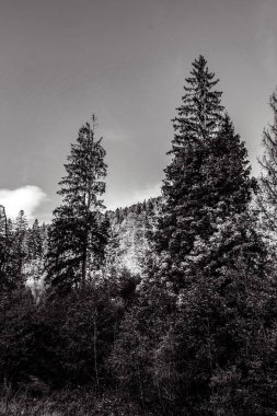 Kışın bir çam ormanının siyah beyaz resmi