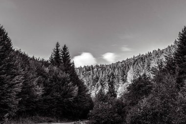 Kenarlarında orman olan bir dağın gri tonlu görüntüsü.