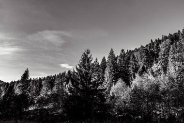Dağdaki ağaçların gri tonlu bir görüntüsü.