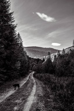 Ormandaki güzel siyah bir köpeğin dikey görüntüsü.