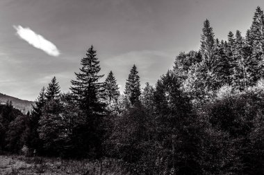 Arkaplanda dağın tepesindeki bir ağacın dikey görüntüsü.