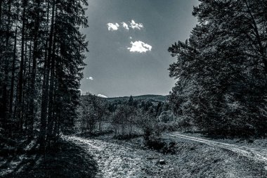 Ağaçlar ve ormanlarla dolu güzel bir manzara.