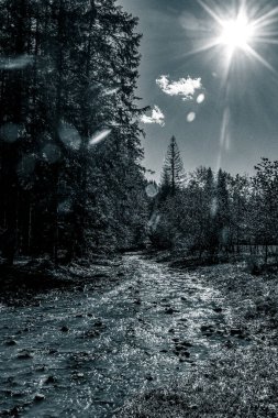 Ağacı ve ormanı olan güzel bir manzara.