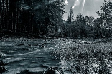 Ormandaki bir nehrin siyah beyaz fotoğrafı.