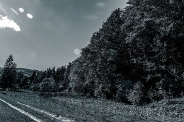 bir ormanda yol asfalt