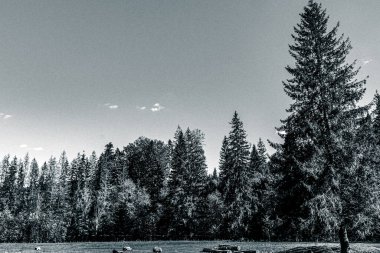 Ormandaki nehir. Ormandaki göl..