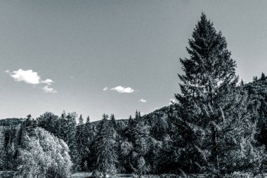 Ormanda bir ağacı olan güzel bir manzara.