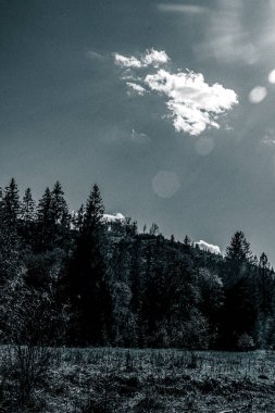 Sahadaki güzel ağaçların dikey görüntüsü.