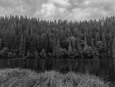 Ormandaki bir ağacın siyah beyaz görüntüsü.