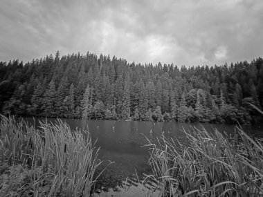 Ormandaki nehrin üstünden güzel bir manzara.