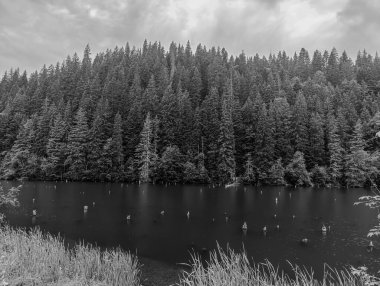 Ormandaki bir gölün siyah beyaz görüntüsü