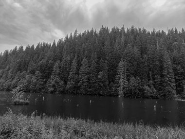 Ormanda siyah beyaz bulutlar