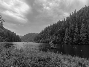 Ağaçlarla çevrili güzel bir göl görüntüsü.