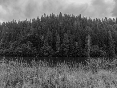 Karanlık ormandaki bir ağacın siyah beyaz görüntüsü.