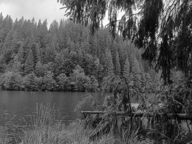 Ormandaki güzel göl