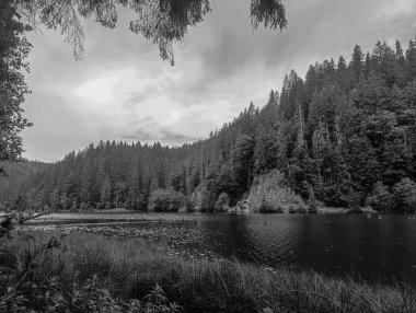 Dağdaki ağaçlı gölün siyah beyaz fotoğrafı.