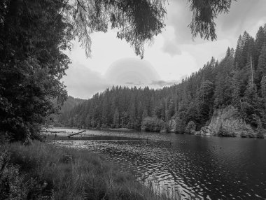 Ormandaki gölün ve nehrin siyah beyaz görüntüsü.