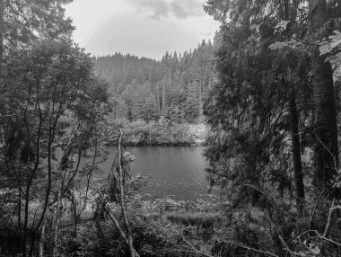 Ormandaki nehrin güzel manzarası