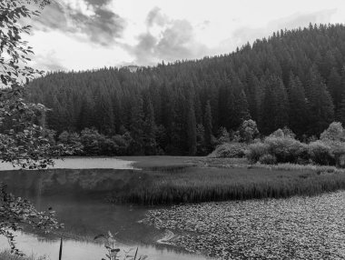 Ormandaki gölün siyah beyaz fotoğrafı.