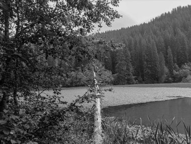 Ağaçlarla çevrili güzel bir göl görüntüsü.