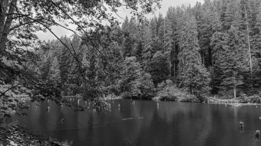 Orman ve gölle çevrili ahşap bir köprünün gri tonlu görüntüsü.